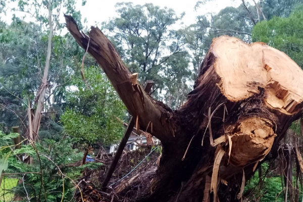 Photo of a tree that has been felled after storm damage.